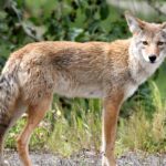 Arizona Mom Fends Off Coyote Attack During Family Kite Day Arizona Mom Fends Off Coyote Attack During Family Kite Day