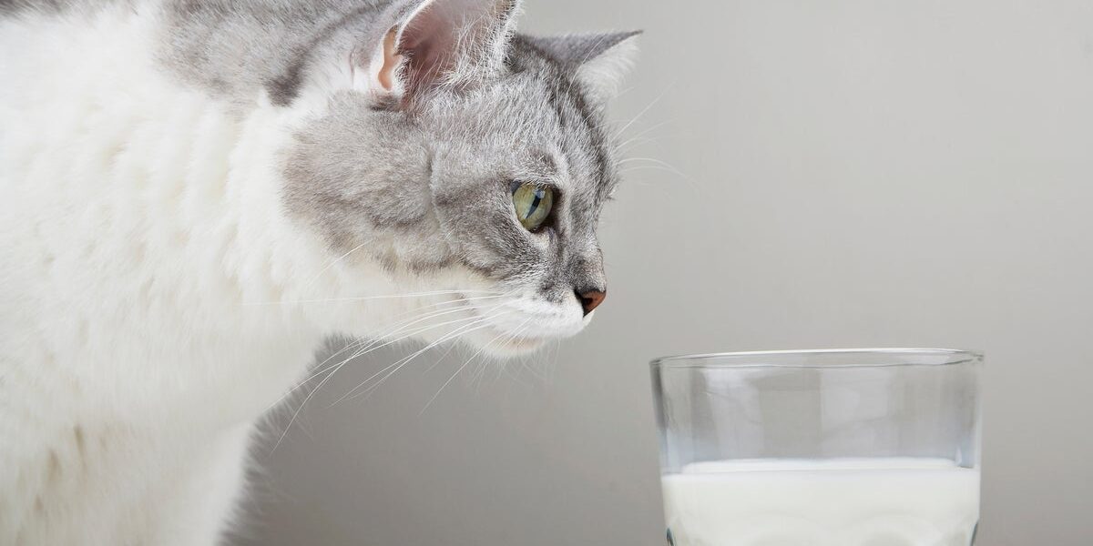 Why You Should Avoid Giving Milk to Your Cat