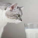 Why You Should Avoid Giving Milk to Your Cat