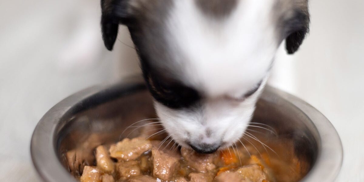 Major Pet Supplement Recall: Contaminated Products Sold on Amazon and Chewy Major Pet Supplement Recall: Contaminated Products Sold on Amazon and Chewy