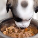 Major Pet Supplement Recall: Contaminated Products Sold on Amazon and Chewy