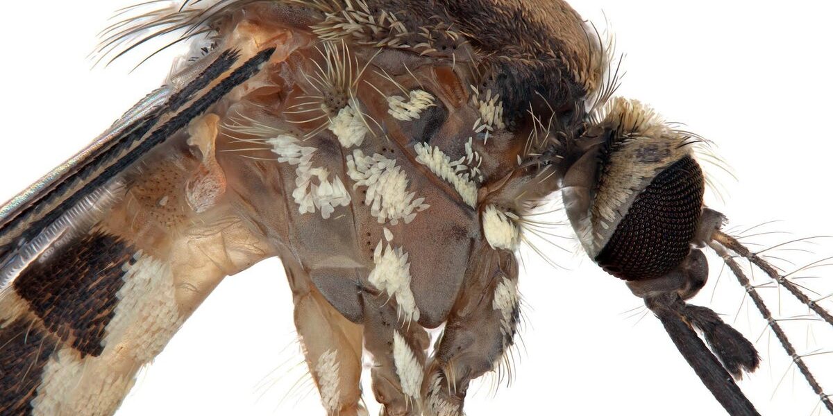 New Mosquito Species Discovered in Arizona: What We Know About Aedes amateuri New Mosquito Species Discovered in Arizona: What We Know About Aedes amateuri