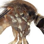 New Mosquito Species Discovered in Arizona: What We Know About Aedes amateuri New Mosquito Species Discovered in Arizona: What We Know About Aedes amateuri