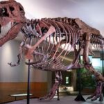 Paleontologists Uncover First-Ever Adult Tyrannosaurus Rex Trackway in North Dakota Paleontologists Uncover First-Ever Adult Tyrannosaurus Rex Trackway in North Dakota
