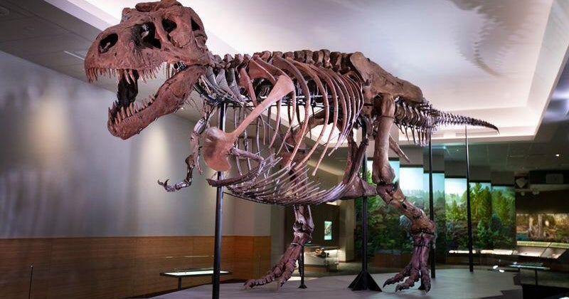 Paleontologists Uncover First-Ever Adult Tyrannosaurus Rex Trackway in North Dakota Paleontologists Uncover First-Ever Adult Tyrannosaurus Rex Trackway in North Dakota
