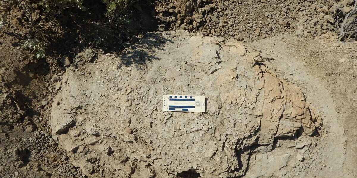 Landmark Discovery: First Adult T. rex Trackway Unearthed in North Dakota