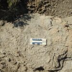 Landmark Discovery: First Adult T. rex Trackway Unearthed in North Dakota Landmark Discovery: First Adult T. rex Trackway Unearthed in North Dakota