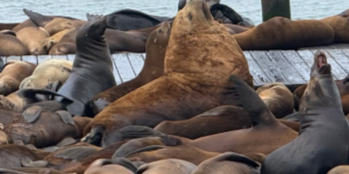 New Giant Steller Sea Lion Appears at San Francisco’s Pier 39, Mimicking Viral Star ‘Chonkers’ New Giant Steller Sea Lion Appears at San Francisco’s Pier 39, Mimicking Viral Star ‘Chonkers’