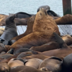 New Giant Steller Sea Lion Appears at San Francisco’s Pier 39, Mimicking Viral Star ‘Chonkers’