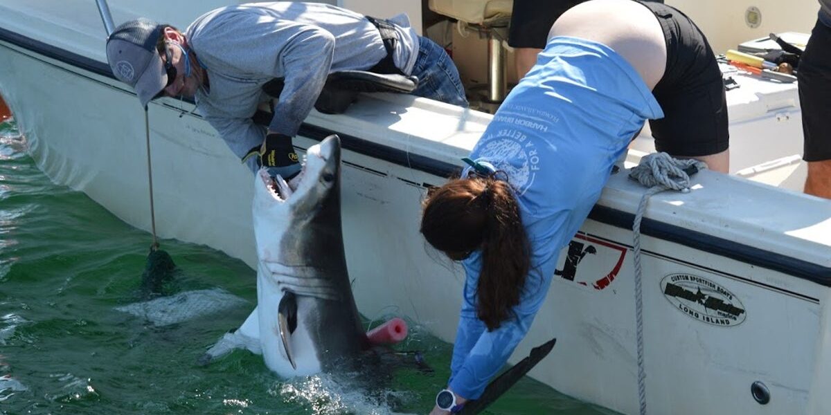 Discovering the Hidden Shark Nursery Near New York’s Hamptons Discovering the Hidden Shark Nursery Near New York’s Hamptons