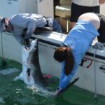 Discovering the Hidden Shark Nursery Near New York’s Hamptons Discovering the Hidden Shark Nursery Near New York’s Hamptons