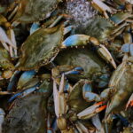 Italian Fishermen Turn Invasive Blue Crabs into Economic Opportunity Italian Fishermen Turn Invasive Blue Crabs into Economic Opportunity