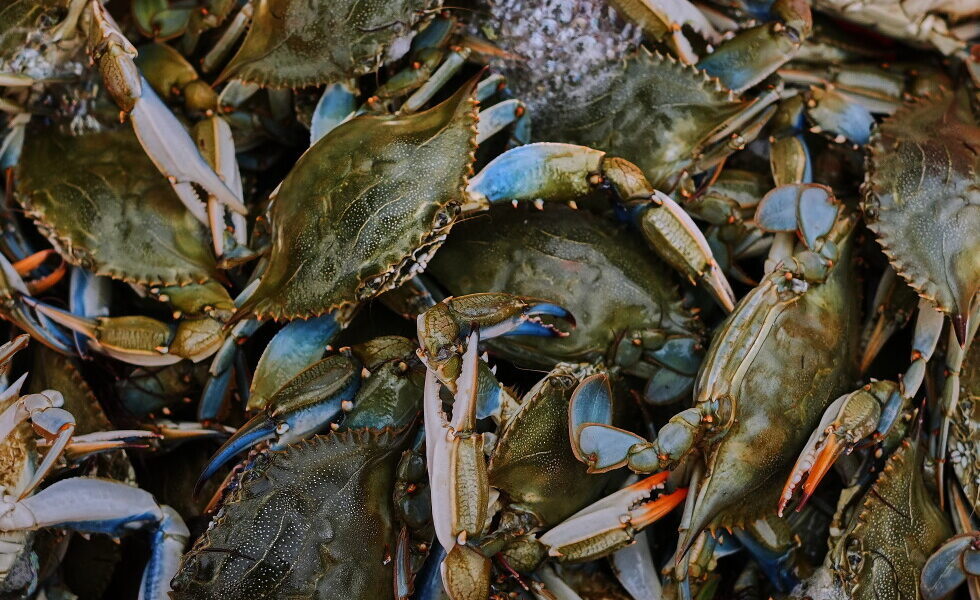 Italian Fishermen Turn Invasive Blue Crabs into Economic Opportunity Italian Fishermen Turn Invasive Blue Crabs into Economic Opportunity