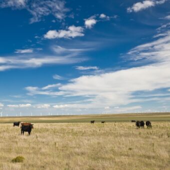 Wyoming Ranchers Face Tough Choices Amid Drought, Rising Costs and Beef Import Policy Shift