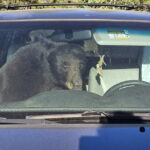 Black Bears in Rocky Mountains Face Food Scarcity, Lead to Unusual Human Encounters