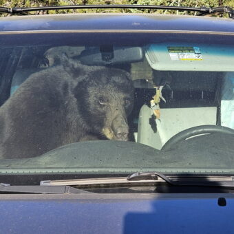 Black Bears in Rocky Mountains Face Food Scarcity, Lead to Unusual Human Encounters