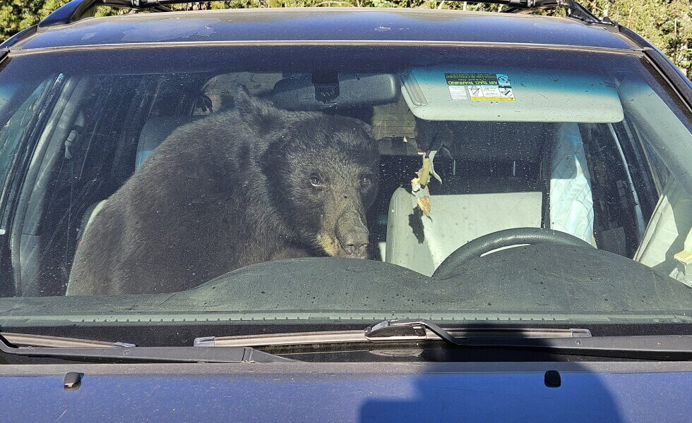 Black Bears in Rocky Mountains Face Food Scarcity, Lead to Unusual Human Encounters Black Bears in Rocky Mountains Face Food Scarcity, Lead to Unusual Human Encounters