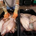 Can Flounder Become the Next Social Media Food Trend? Chefs Are Optimistic Can Flounder Become the Next Social Media Food Trend? Chefs Are Optimistic