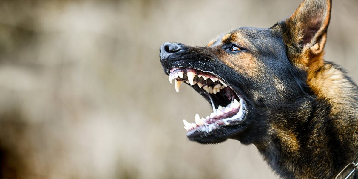 Dog Bite Claims Surge to  Billion Annually: What You Need to Know