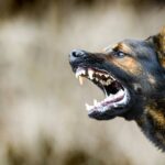 Dog Bite Claims Surge to Billion Annually: What You Need to Know Dog Bite Claims Surge to Billion Annually: What You Need to Know