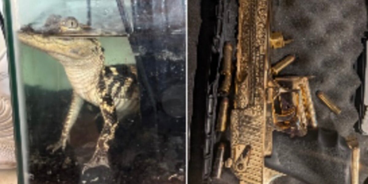 42kg of Fentanyl, Golden Gun, and Alligator Seized in LA Drug Raid 42kg of Fentanyl, Golden Gun, and Alligator Seized in LA Drug Raid