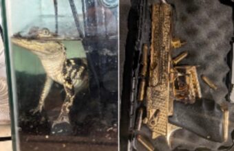 42kg of Fentanyl, Golden Gun, and Alligator Seized in LA Drug Raid 42kg of Fentanyl, Golden Gun, and Alligator Seized in LA Drug Raid