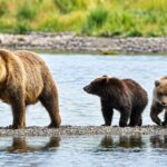 Fat Bear Week Returns: Fan-Favorite Chunk 32 Makes a Comeback