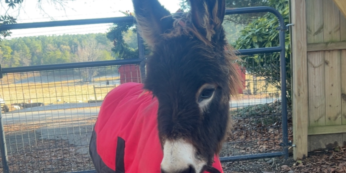 Woman Sues Georgia Officer for Killing Family’s Donkey During Search Operation