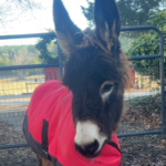 Woman Sues Georgia Officer for Killing Family’s Donkey During Search Operation