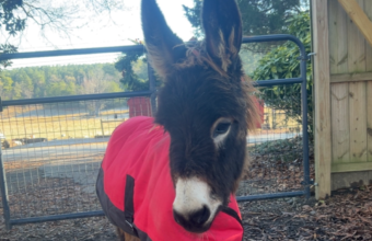 Woman Sues Georgia Officer for Killing Family’s Donkey During Search Operation Woman Sues Georgia Officer for Killing Family’s Donkey During Search Operation