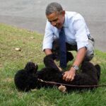 Barack Obama Shares Heartfelt Farewell for Family Dog Sunny, Who Passed Away at 13 Barack Obama Shares Heartfelt Farewell for Family Dog Sunny, Who Passed Away at 13
