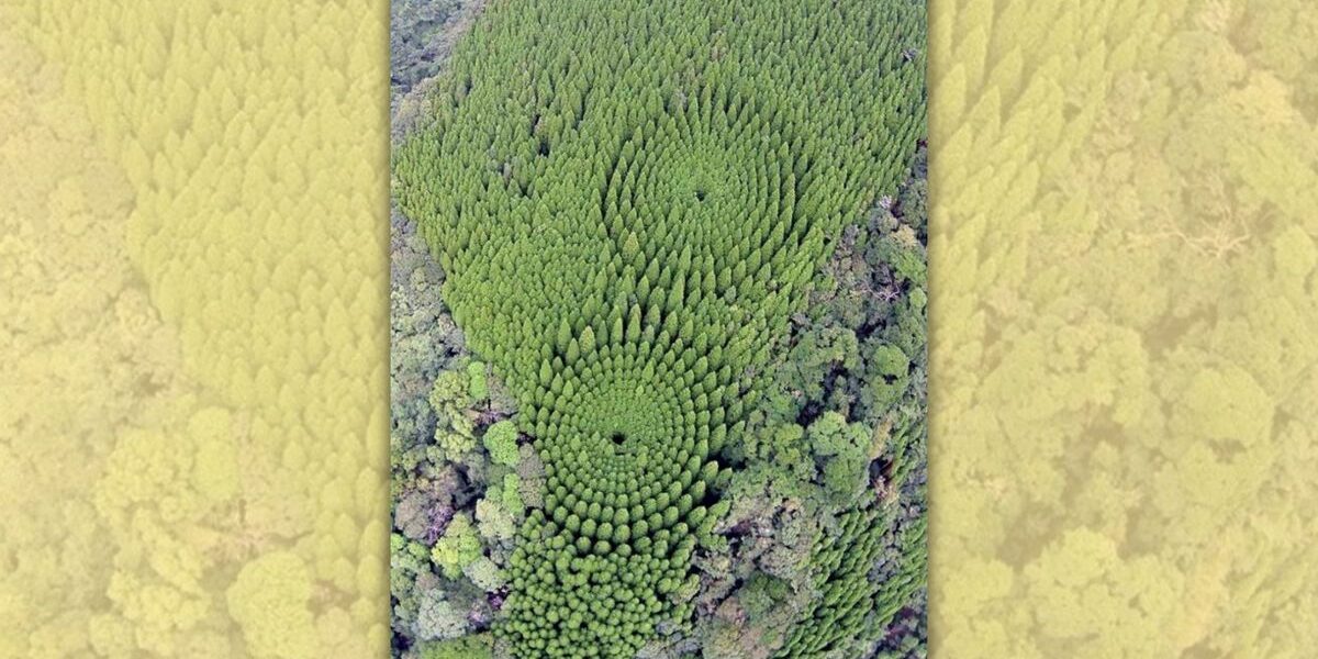 POLICY WIRE FACT CHECK: Does photo show experimental circular forest in Japan? POLICY WIRE FACT CHECK: Does photo show experimental circular forest in Japan?