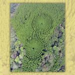 POLICY WIRE FACT CHECK: Does photo show experimental circular forest in Japan?