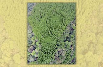 POLICY WIRE FACT CHECK: Does photo show experimental circular forest in Japan?