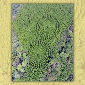 POLICY WIRE FACT CHECK: Does photo show experimental circular forest in Japan?