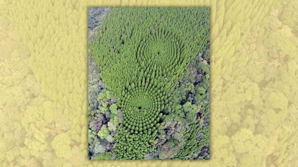POLICY WIRE FACT CHECK: Does photo show experimental circular forest in Japan? POLICY WIRE FACT CHECK: Does photo show experimental circular forest in Japan?